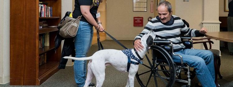 therapy animal visits near me