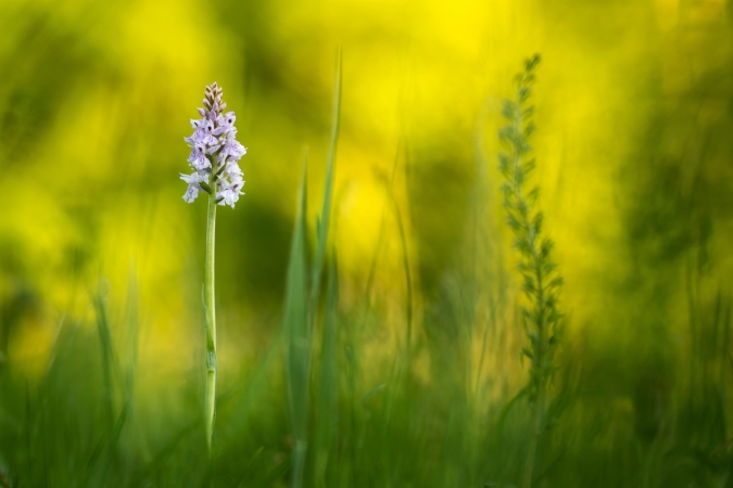 The Academy was part of the leadership team for the development and publication of the Flora of Virg